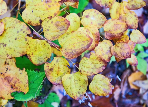 Осінні кольори, листя — стокове фото