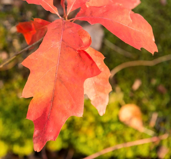 Herbstfarben, Blätter — Stockfoto