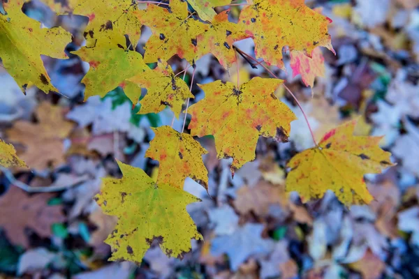 Couleurs d'automne, feuilles — Photo