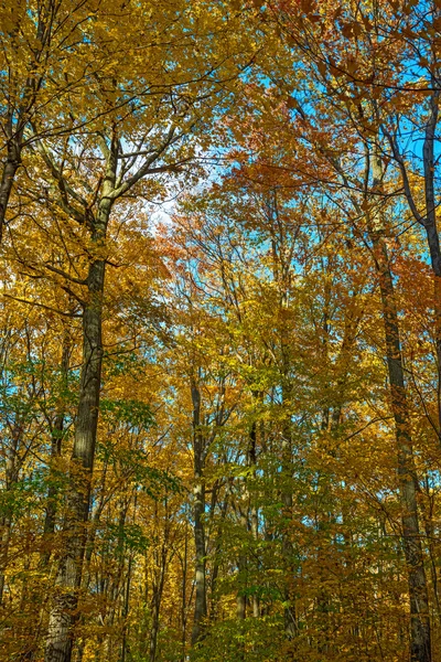 Herbstfarben, Blätter und Bäume — Stockfoto