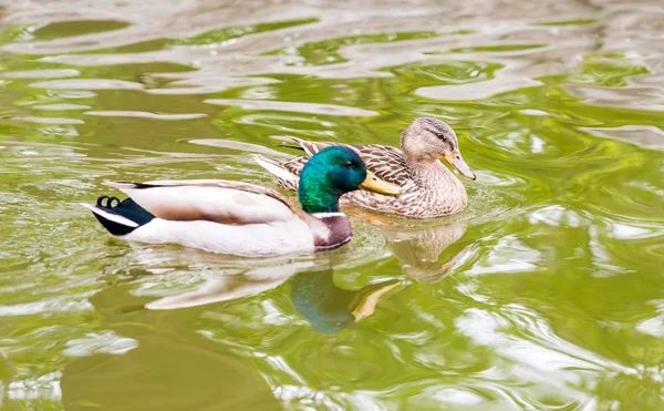 Patos-reais nadando em um lago — Fotografia de Stock
