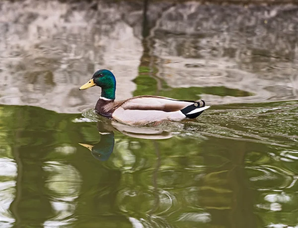 Pato-reais nadando em um lago — Fotografia de Stock