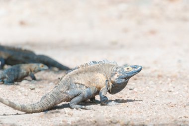 Iguana