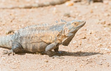 Iguana