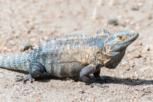 Iguana — Fotografie, imagine de stoc