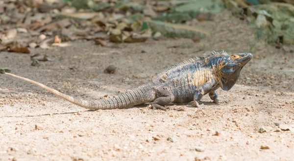 Iguana — Stockfoto