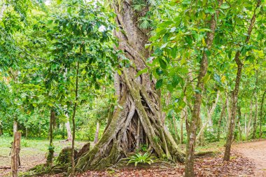 Panama tropikal orman