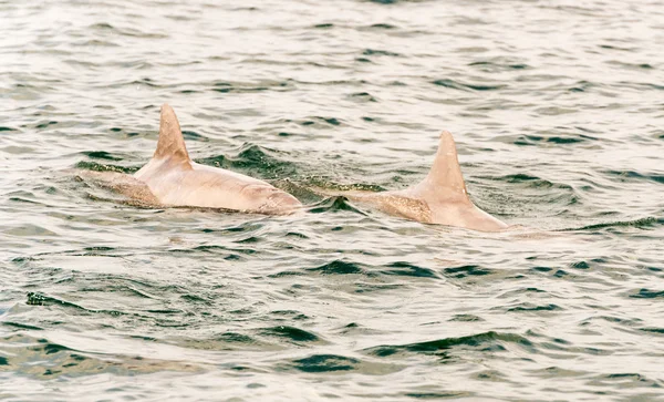 Delfines nadadores — Foto de Stock