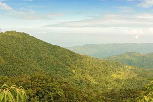 Floresta tropical, Panamá — Fotografia de Stock