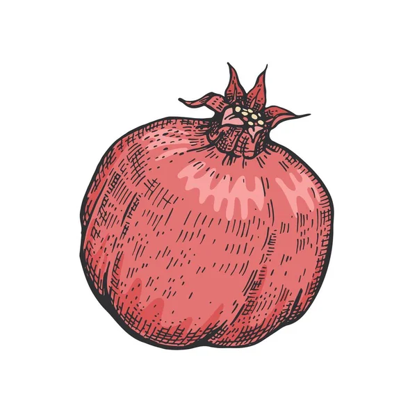 Fruta romã. Ilustração desenhada à mão. Desenho gráfico. — Vetor de Stock