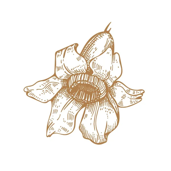 Flor de tulipán. Ilustración vectorial. Dibujos gráficos. Florística. Planta — Vector de stock