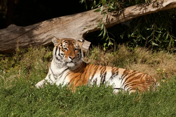 Sibirischer Tiger — Stockfoto