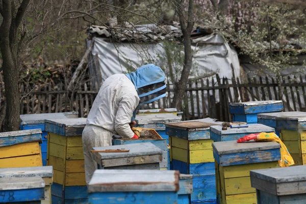 Egy ritka szakma - méhész. — Stock Fotó