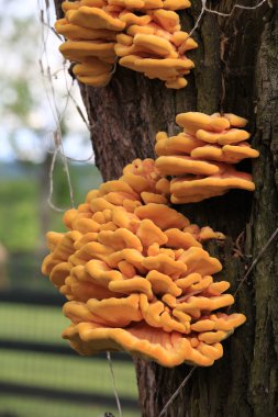 Ölümü mantar kükürt-sarı - (Latince kükürt mantarı)