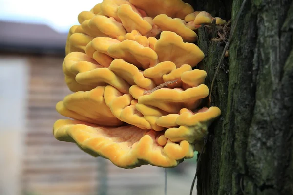 Polypore mushroom sulfur-yellow - (Latin Laetiporus sulphureus) — Stock Photo, Image