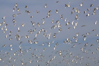 Haliç dneprobugskim üzerinde martıların sürüsü siyah yüz