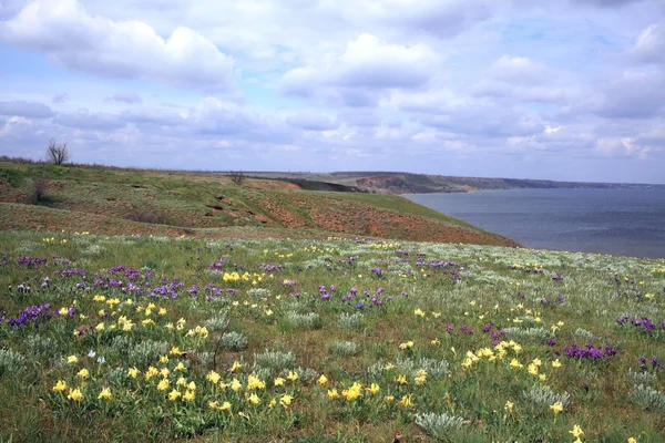 Irises blooming in spring on the shores of the estuary. — Stock Photo, Image