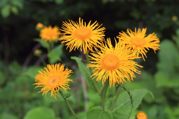 Yellow flowers closeup elecampane — Stock Photo, Image