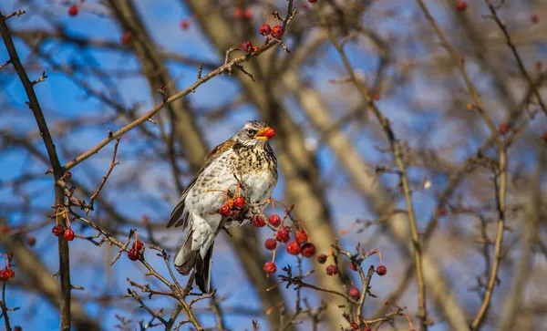 Blackbird Tree Branch — Stock Photo, Image