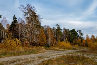 Bir sonbahar günü ormanın kenarında huş ağaçları ve çam ağaçları