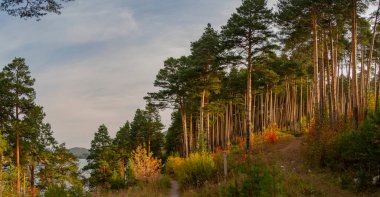 Sabah göl kenarındaki çam koruluğu. 