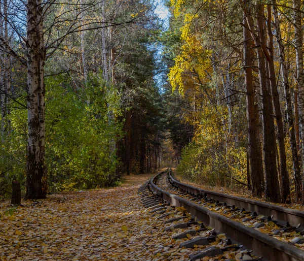 秋に廃止された森の中の狭軌鉄道 — ストック写真