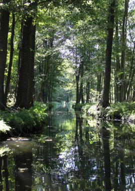 Spreewald