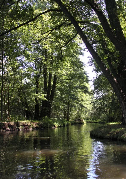 Spreewald — Foto Stock