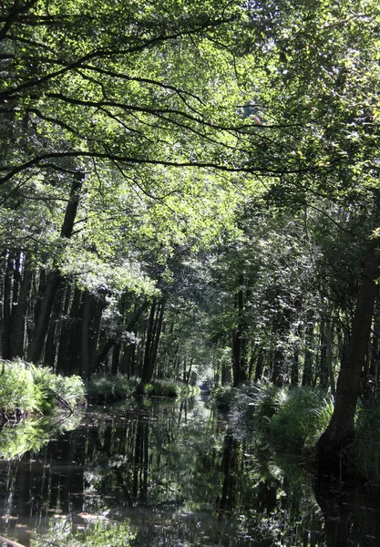 Spreewald — Foto de Stock