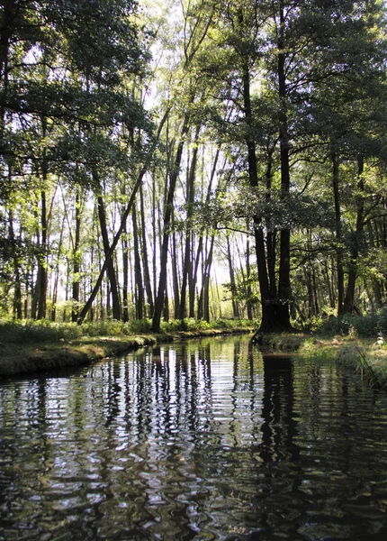 Spreewald — Foto Stock