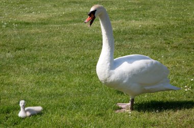 çocuk ile swanmother