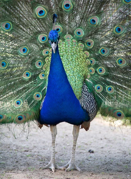 Pfau — Stockfoto