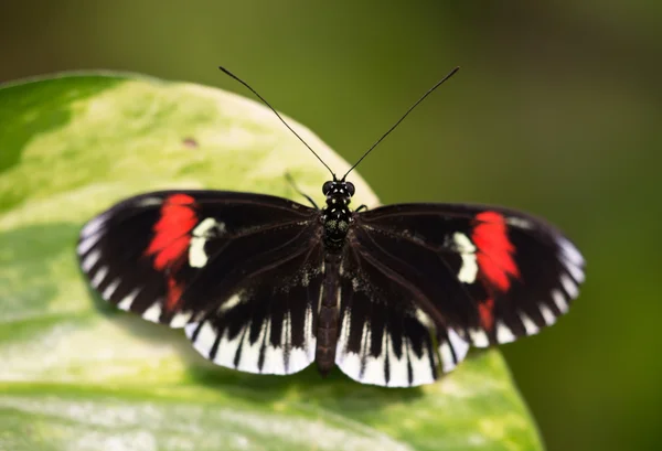 Vlinder — Stockfoto