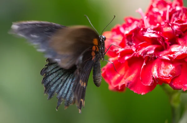 Mariposa. — Foto de Stock