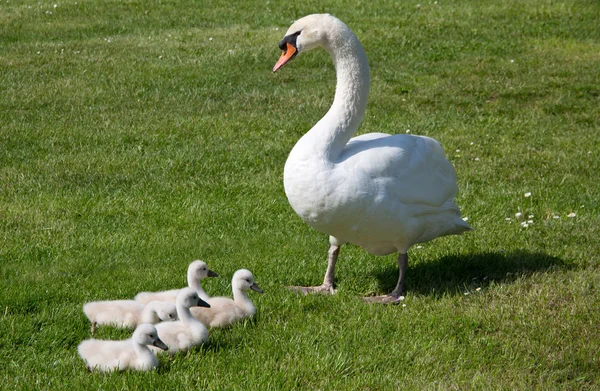 Swanmother with child — Stock Photo, Image