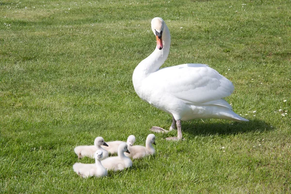 Svanmamma med barn — Stockfoto