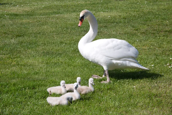 Swan mother with children — Stock Photo, Image