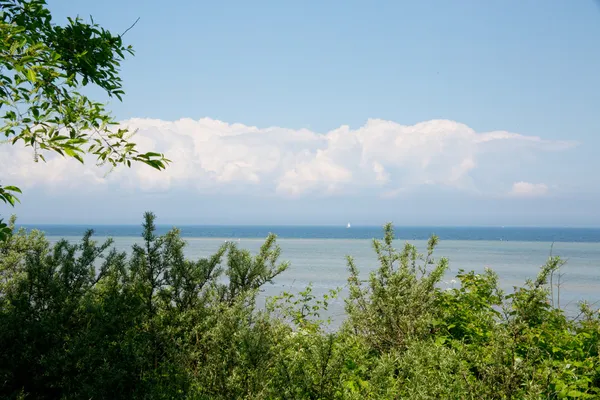 Ozean hinter Büschen — Stockfoto