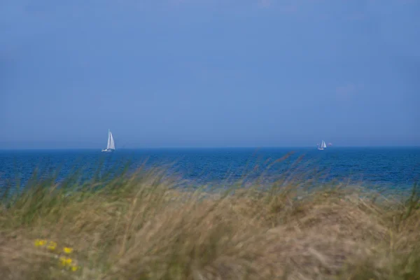 Oceaan achter struiken — Stockfoto