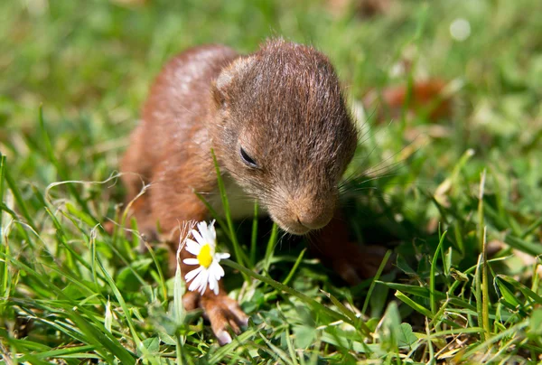 Baby-Eichhörnchen — Stockfoto