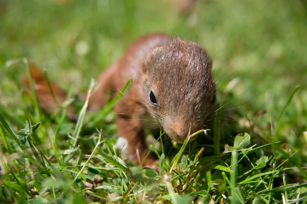 Esquilo bebé — Fotografia de Stock