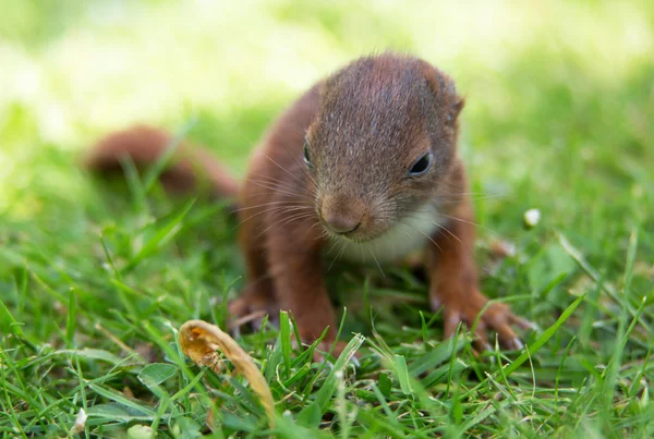 Baby-Eichhörnchen — Stockfoto