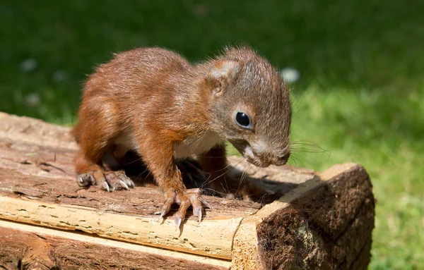 Wiewiórka mała — Zdjęcie stockowe