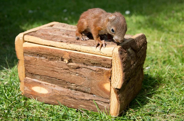 Baby-Eichhörnchen — Stockfoto