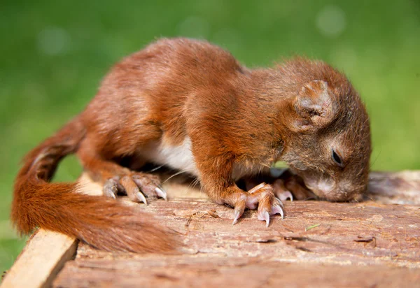 Baby squirrel — Stock Photo, Image