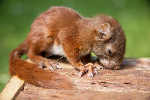 Squirrel baby — Stock Photo, Image