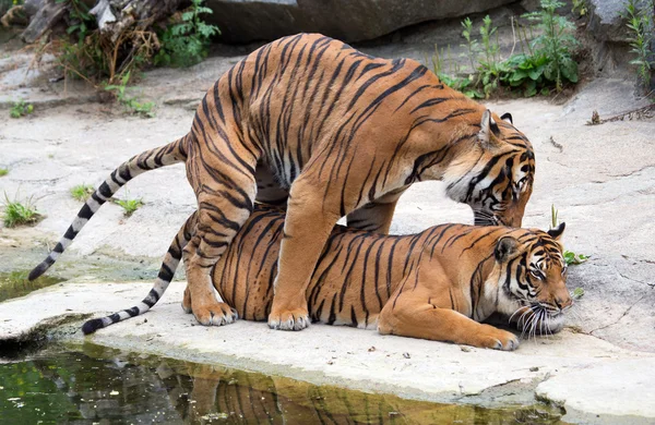 Casal tigre — Fotografia de Stock