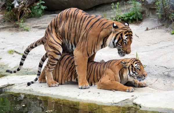 Tiger couple — Stock Photo, Image