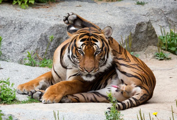 Vackra tiger — Stockfoto