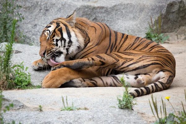 Mooie tijger — Stockfoto